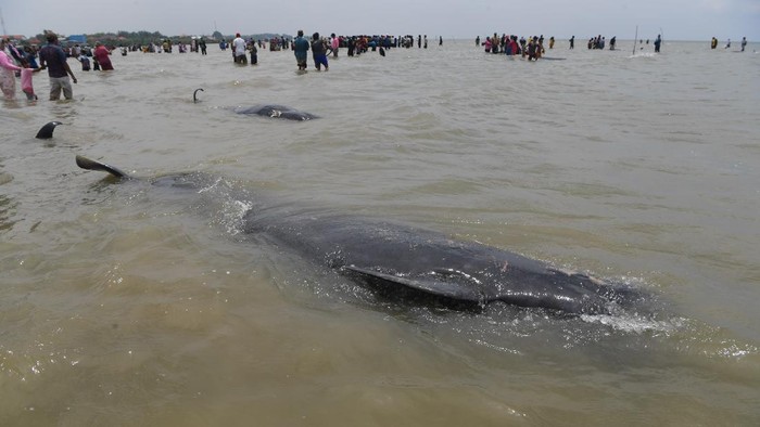 PAUS PILOT TERDAMPAR DI BANGKALAN Sejumlah Paus Pilot Sirip Pendek (Globicephala macrorhynchus) terdampar di Pantai Modung, Bangkalan, Jawa Timur, Jumat (19/2/2021). Sekitar 52 ekor Paus Pilot Sirip Pendek terdampar di pantai itu, tiga diantaranya berhasil diselamatkan dan sisanya sebanyak 49 mati. ANTARA FOTO/Zabur Karuru/hp.