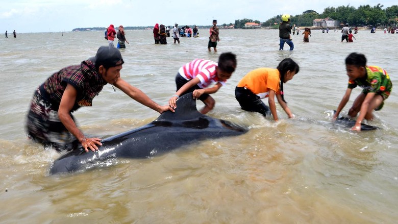 PAUS PILOT TERDAMPAR DI BANGKALAN Sejumlah Paus Pilot Sirip Pendek (Globicephala macrorhynchus) terdampar di Pantai Modung, Bangkalan, Jawa Timur, Jumat (19/2/2021). Sekitar 52 ekor Paus Pilot Sirip Pendek terdampar di pantai itu, tiga diantaranya berhasil diselamatkan dan sisanya sebanyak 49 mati. ANTARA FOTO/Zabur Karuru/hp.