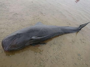 8 Penyebab Hewan Laut Sering Terdampar di Pantai, Pernah Menemukan?