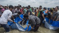Bukan kali ini saja paus terdampar di pantai-pantai Indonesia. Pada Juli tahun lalu, 10 paus pilot ditemukan mati di dekat Kupang, NTT.  (AFP/JUNI KRISWANTO)