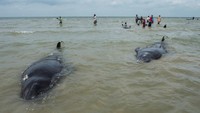 Paus-paus dengan ukuran 3 sampai 5 meter itu akan dikubur di bibir pantai saat air surut.  (AFP/JUNI KRISWANTO)