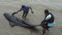 Taufiq Hermawan, kepala BMKG Maritim Kelas II Tanjung Perak menyebut habitat paus itu ada di Selat Madura. Dalam tiga hari terakhir, arus di perairan Selat Madura kencang.(AFP/JUNI KRISWANTO)