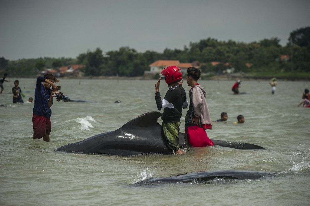 Warga berupaya untuk menyelamatkan paus ppilot di Bangkalan, Madura, Jatim pada Jumat (19/2/2021).