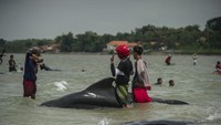 Badan Meteorologi, Klimatologi, dan Geofisika (BMKG) menduga paus-paus itu terseret arus. (AFP/JUNI KRISWANTO)