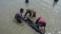 Dalam perkembangannya, terhitung sebanyak 46 ekor paus mati. Cuma tiga ekor yang hidup dan bisa kembali ke tengah laut.  (AFP/JUNI KRISWANTO)