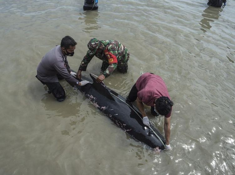 Sedih, Puluhan Paus Pilot Terdampar di Madura dan Banyak yang Mati
