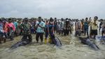 Sedih, Puluhan Paus Pilot Terdampar di Madura dan Banyak yang Mati