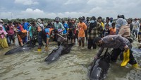 Setidaknya ada 49 ekor paus pilot sirip pendek tiba di pantai Desa Patereman, Bangkalan, Madura, Jawa Timur mulai Kamis (18/2/2021) hingga Jumat (19/2). (AFP/JUNI KRISWANTO)