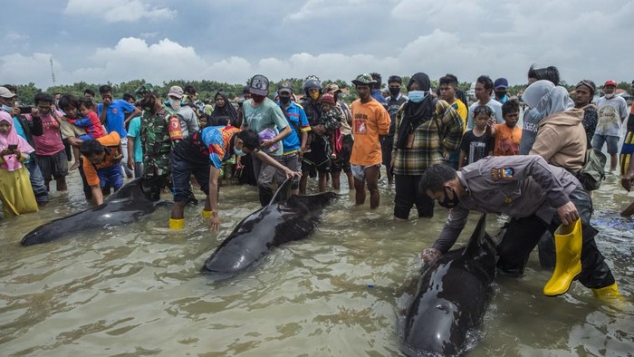 Paus pilot terdampat di Bangkalan, Madura Warga berupaya untuk menyelamatkan paus ppilot di Bangkalan, Madura, Jatim pada Jumat (19/2/2021).