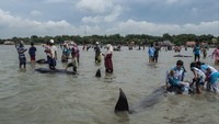 Pada tahun 2018, seekor paus sperma ditemukan mati di Indonesia dengan lebih dari 100 gelas plastik dan 25 kantong plastik di dalam perutnya, menjadi sebuah kekhawatiran tentang masalah sampah laut besar-besaran di kepulauan Asia Tenggara. (AFP/JUNI KRISWANTO)