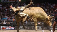 Banyak opini yang menyebut banteng di dalam kompetisi rodeo menjadi brutal karena mendapat perlakuan sadis manusia seperti lingkar di selangkangan atau sengatan listrik. Faktanya, baik kuda maupun banteng dikembangbiakkan secara khusus untuk rodeo. Para koboi memilih yang sangat sesuai dalam aturan dan karakter, dan kemudian para hewan itu akan dilatih.Getty Images/Ryan Pierse  