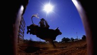 Seorang koboi beraksi selama sesi Open Bull di Mount Isa, Australia. Rodeo dikenal olahraga yang kasar dan keras. Para koboi biasanya menunggangi kuda atau banteng tanpa pelana dalam olahraga ini. Getty Images/Nick Laham  