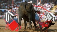 Seekor banteng menyeruduk tiga orang juri saat kompetisi di Angola Prison Rodeo di Angola, Louisiana. Menunggani banteng adalah sebuah olahraga rodeo yang melibatkan seorang koboi yang menunggangi banteng dan berusaha untuk tetap menungganginya saat hewan tersebut berusaha untuk melepaskan penunggang tersebut. Getty Images/Joe Raedle  