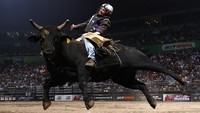 Duncan Elks dari Australia mengendarai Black Ice pada Final PBR Australian Cup di Sydney, Australia. Koboi di sini tidak hanya harus bertahan di atas banteng selama 8 detik, tetapi juga harus menunjukkan potensi hewan tersebut dengan memicunya. Getty Images/Ryan Pierse  