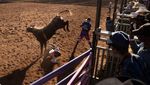 Potret Aksi Uji Nyali Koboi Rodeo