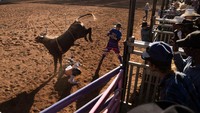 Shilo Gosbee melompat untuk mendapatkan seekor sapi jantan saat ia berkompetisi di Mount Isa, Australia. Rodeo disebut olahraga yang brutal. Tak sedikit koboi yang terluka parah di dalam kompetisi rodeo ini. Getty Images/Mark Kolbe  