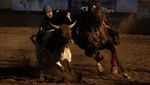 Potret Aksi Uji Nyali Koboi Rodeo