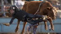 Seorang koboi jatuh dalam kompetisi Juniour Rodeo Mount Isa di Kompleks Acara Taman Buchanan, Gunung Isa, Australia. Getty Images/Mark Kolbe  