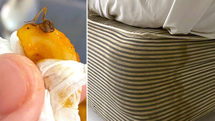 Protes Makanannya Ada Kecoak, Pria Ini Malah Dituntut Pihak Hotel!