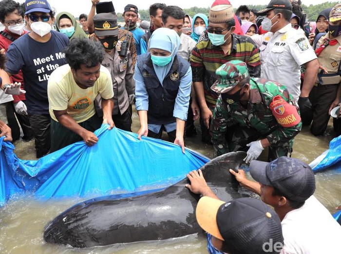 Puluhan paus terdampar di Pantai Mojung Bangkalan