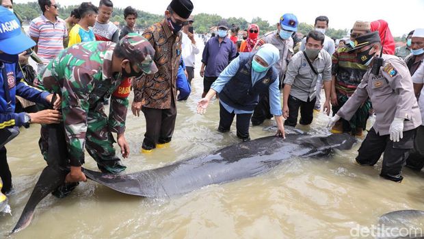 Puluhan paus terdampar di Pantai Mojung Bangkalan
