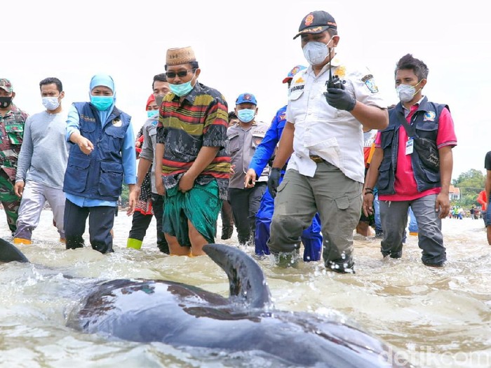 Puluhan paus terdampar di Pantai Mojung Bangkalan