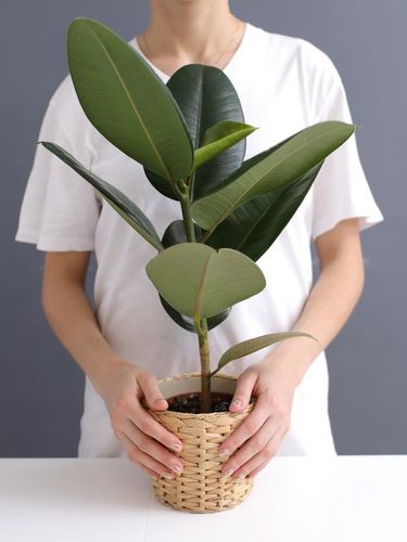 young woman in white t-shirt holds in her hands a wicker pot with a ficus flower. cropped photo. Decorative home plant. Casual lifestyle series in modern scandinavian interior