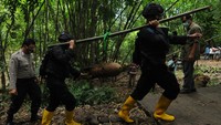Termuan mortir selanjutnya diamankan oleh Tim Jihandak Gegana Brimob Polda Jawa Tengah untuk diledakan. 