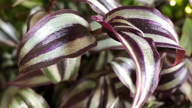 Tradescantia Zebrina (Image by Tammarazzi from Pixabay)