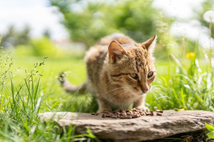Viral Penjagalan Kucing untuk Dimakan, Ini Bahaya Konsumsi Daging Kucing