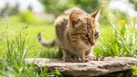 Fakta Menarik tentang Kucing, Majikannya Manusia