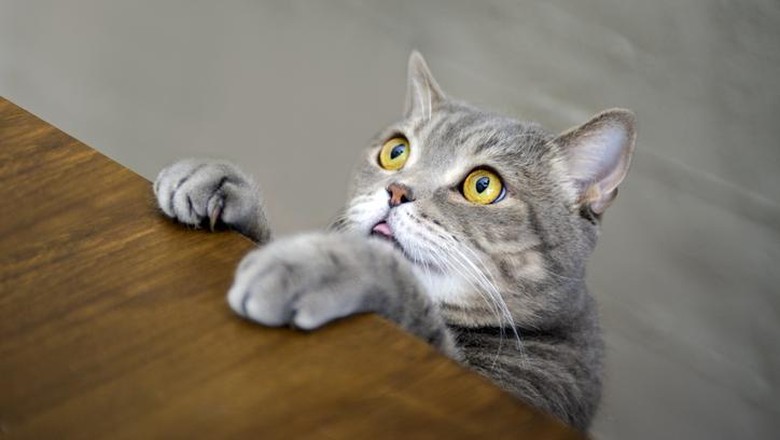 Bahaya makan daging kucing Viral Penjagalan Kucing untuk Dimakan, Ini Bahaya Konsumsi Daging Kucing
