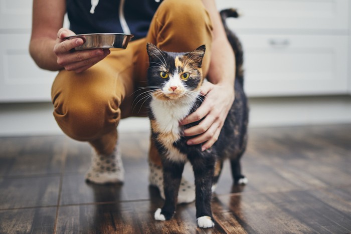 Viral Penjagalan Kucing untuk Dimakan, Ini Bahaya Konsumsi Daging Kucing