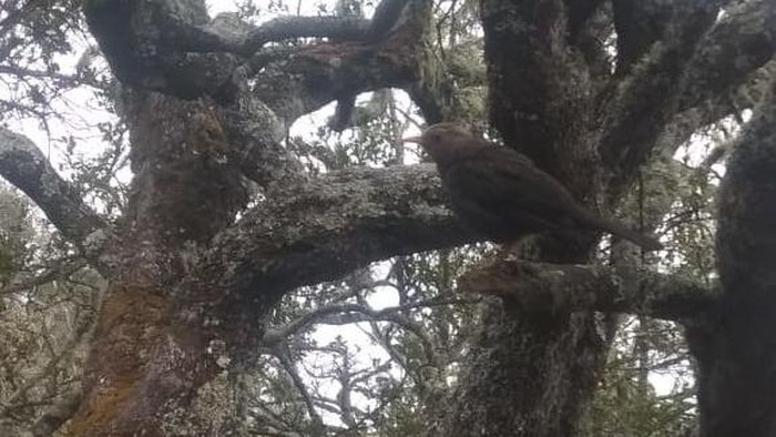 Burung jalak di Gunung Lawu.