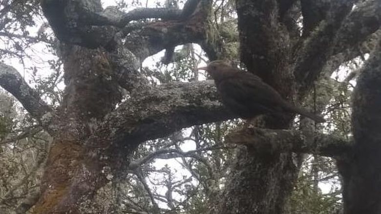Burung jalak di Gunung Lawu. Burung jalak di Gunung Lawu.