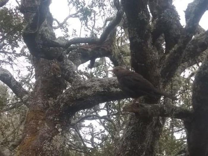 Burung jalak di Gunung Lawu.