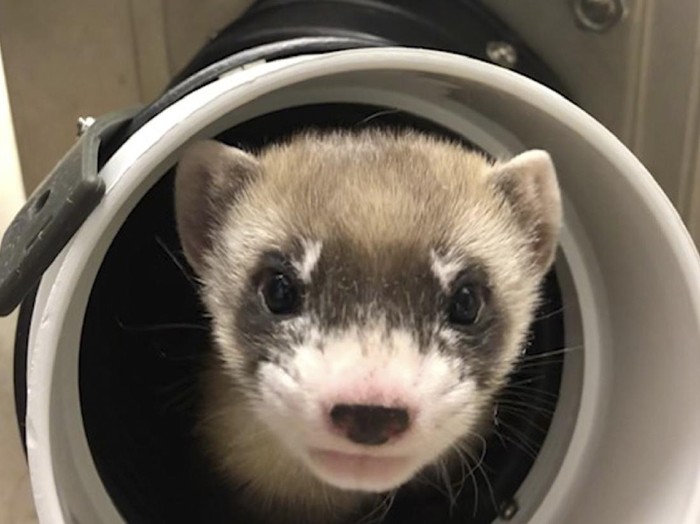 Elizabeth Ann, musang berkaki hitam hasil kloning pertama dan spesies langka AS yang pertama kali dikloning, berusia 50 hari pada 29 Januari 2021. Musang berkaki hitam ini diduplikasi dari gen hewan yang mati lebih dari 30 tahun yang lalu. Mereka berharap Elizabeth Ann dan keturunannya akan meningkatkan keragaman genetik suatu spesies yang pernah dianggap punah tetapi dikembangbiakkan di penangkaran dan berhasil diperkenalkan kembali ke alam liar. (U.S. Fish and Wildlife Service via AP)