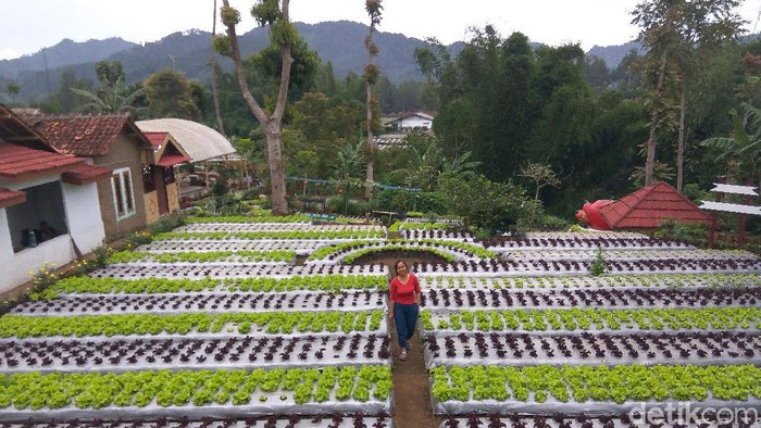 Liburan di Lembang? Cobain Yuk Wisata Berkebun Agrowisata Halimun
