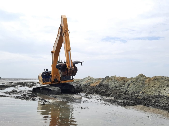 Pemprov Jatim Kerahkan Alat Berat Kubur Bangkai Paus di Pantai Bangkalan