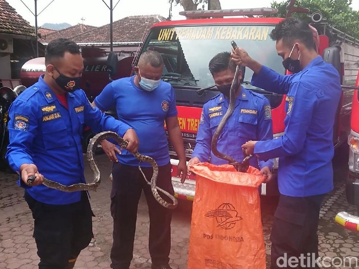 Petugas Pemadam Kebakaran (Damkar) Trenggalek mengevakuasi dua ekor ular kobra yang bersarang di lingkungan Puskemas Pogalan.