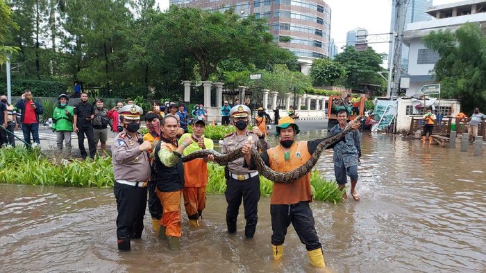 Petugas PPSU menangkap ular sanca yang muncul di genangan air di Jl Sudirman. Foto diambil dari status WhatsApp Dirlantas Polda Metro Jaya Kombes Sambodo Purnomo Yogo dengan persetujuannya.