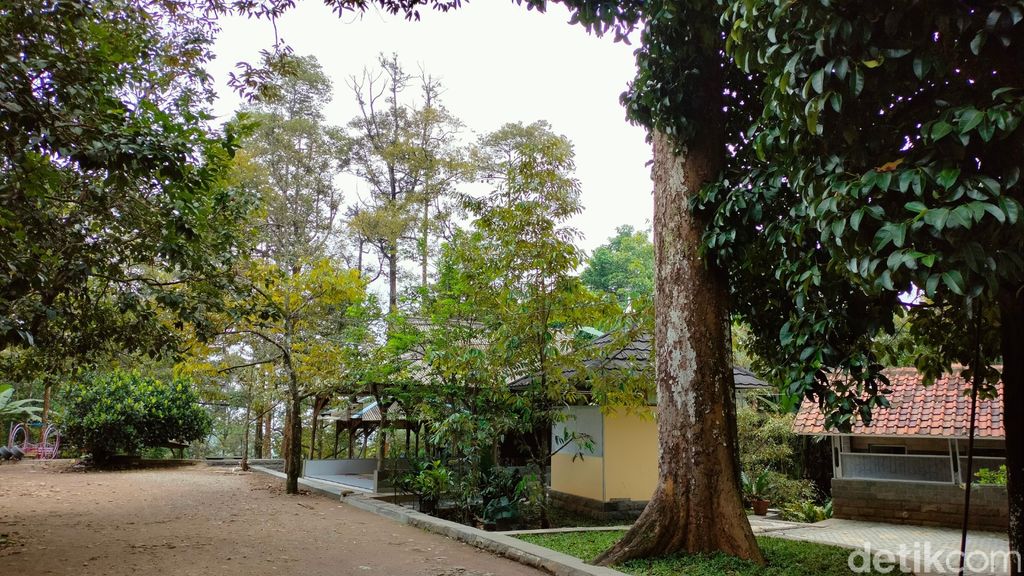 Pohon Durian Perwira di Majalengka Ini Usianya Sudah 2,5 Abad