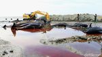 Puluhan Paus yang Mati Terdampar Dikubur di Pantai Bangkalan