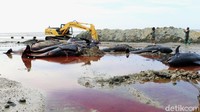 Dua alat berat dari Pemprov Jatim dikerahkan untuk mengubur mamalia laut itu.