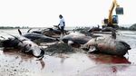 Puluhan Paus yang Mati Terdampar Dikubur di Pantai Bangkalan
