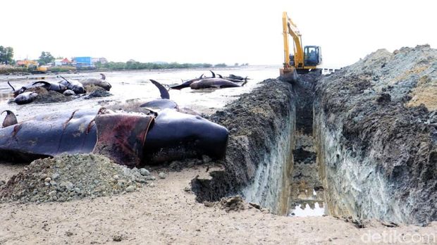 Puluhan paus yang terdampar di pantai Desa Patereman, Bangkalan dikuburkan. Proses penguburuan dipercepat karena mengantisipasi air laut pasang.