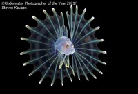 Underwater Photographer Of The Year 2021
