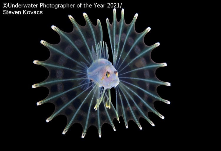 Underwater Photographer Of The Year 2021