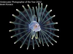 Keindahan Bawah Laut yang Memukau Mata