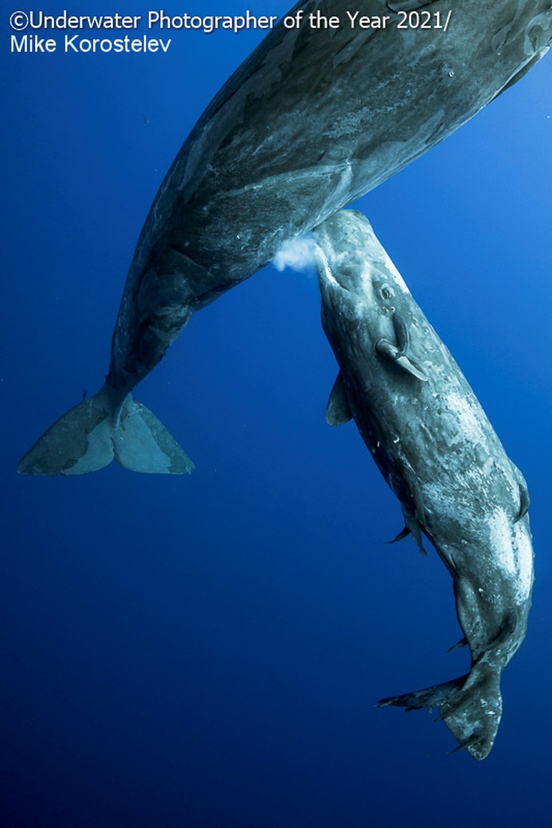 Underwater Photographer Of The Year 2021